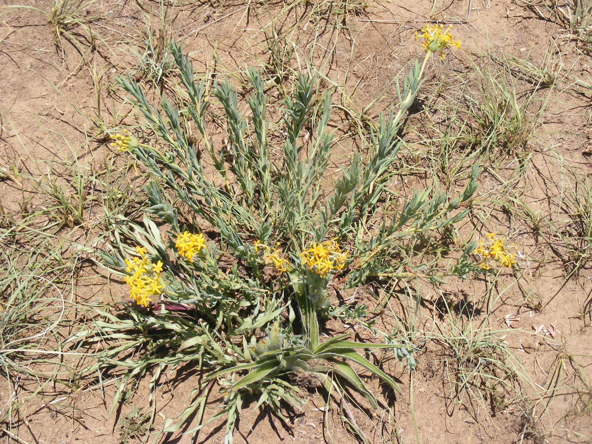 Image of Gnidia capitata L. fil.