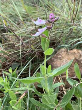 Image of Syncolostemon foliosus (S. Moore) D. F. Otieno