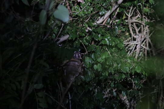 Image of Javan Slow Loris