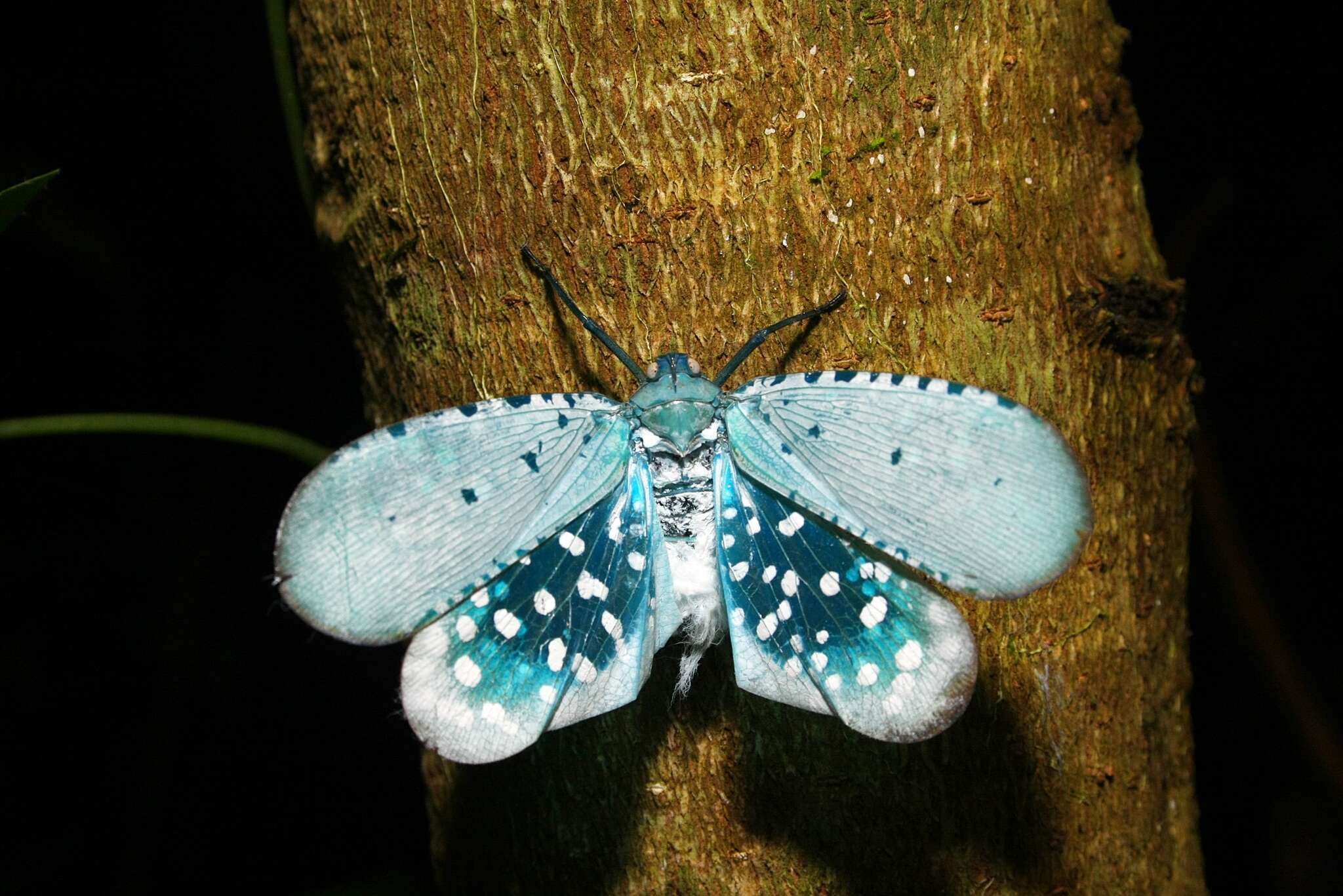 Image of Aphaena (Aphaena) najas Schmidt 1906