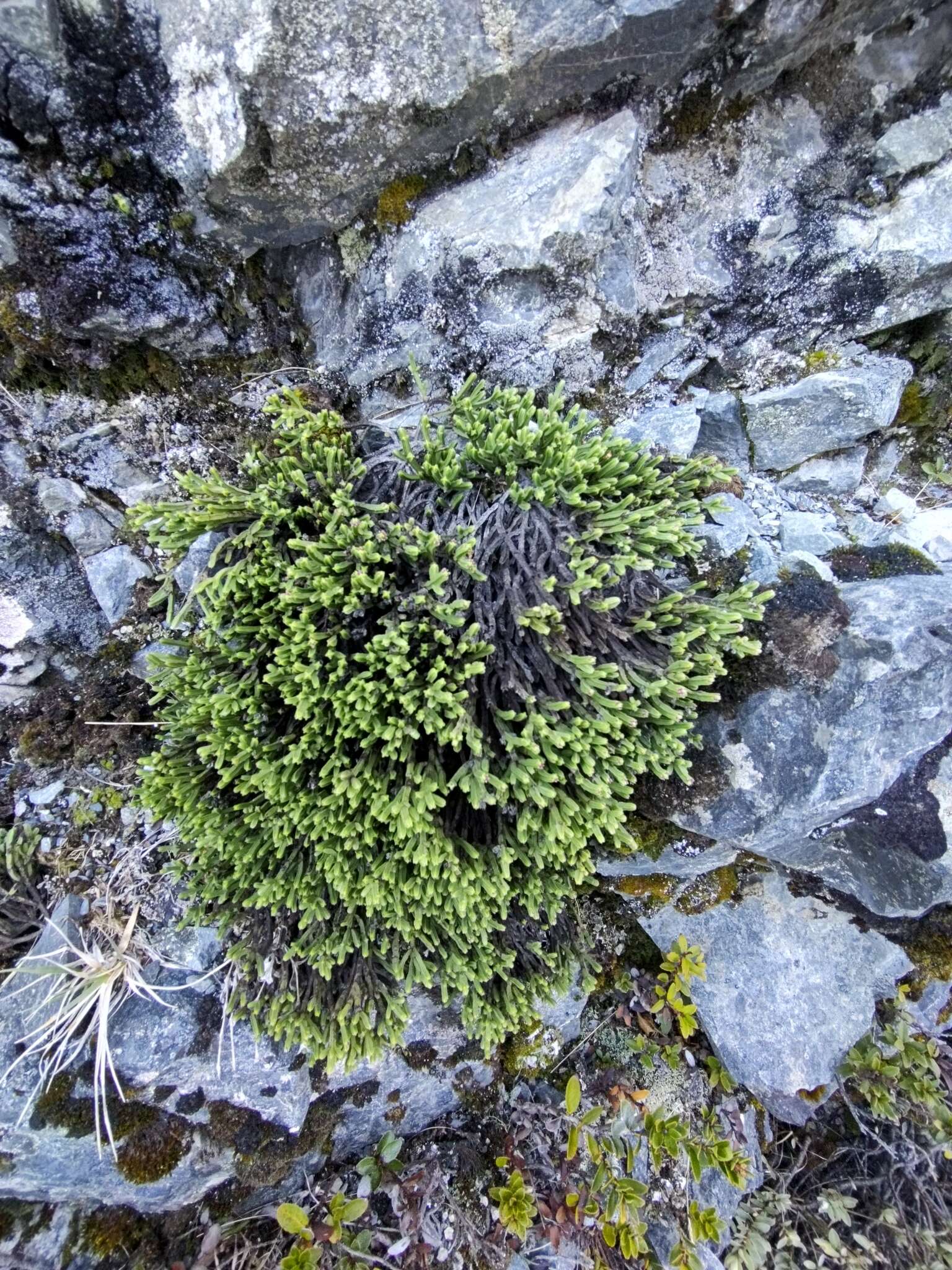 Image of Veronica tetrasticha Hook. fil.