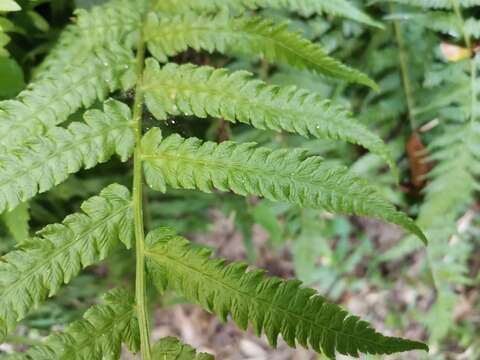 Image de Deparia japonica (Thunb.) M. Kato