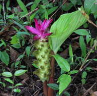 Image de Curcuma pseudomontana J. Graham