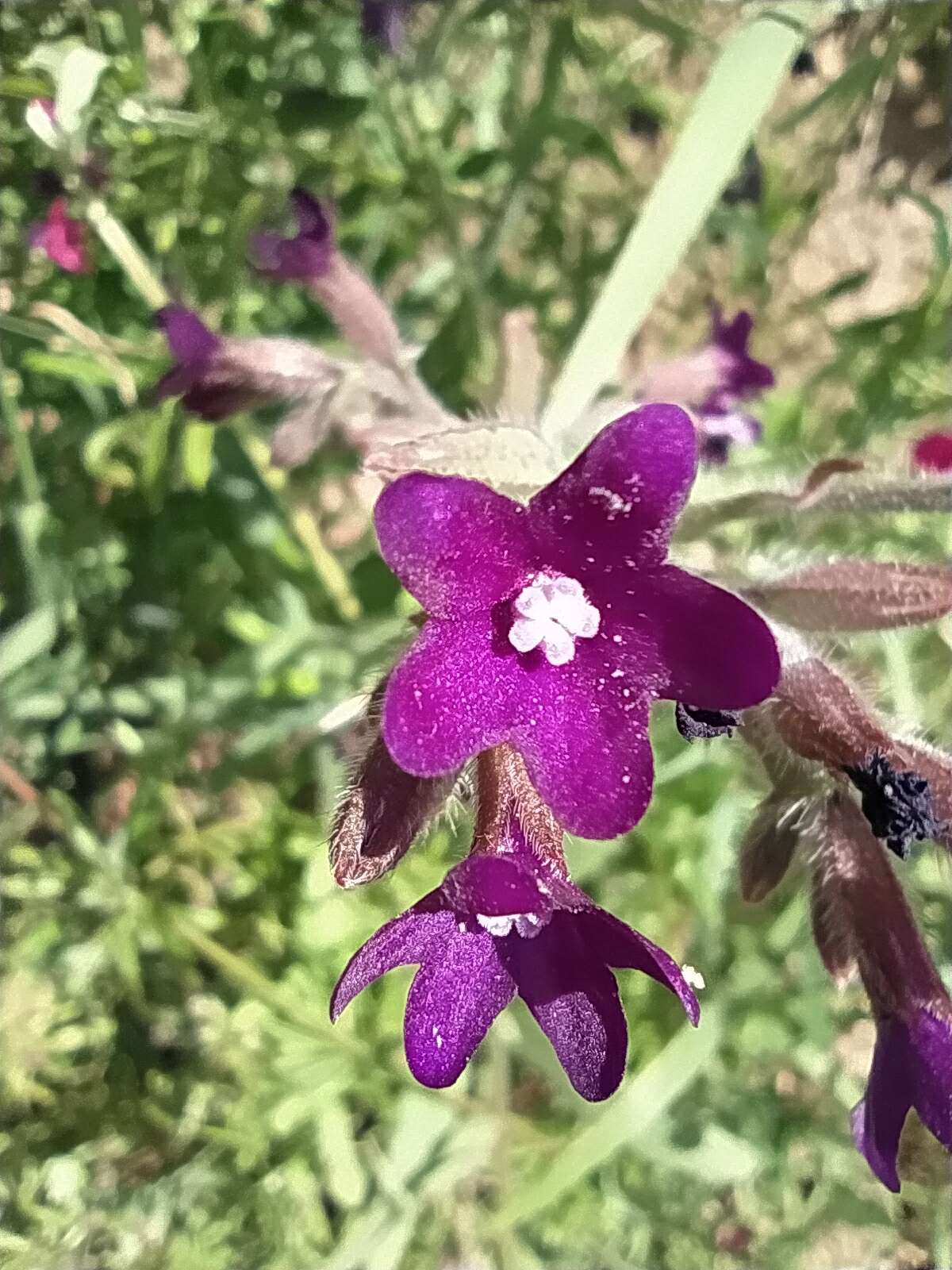 Anchusa hybrida Ten.的圖片