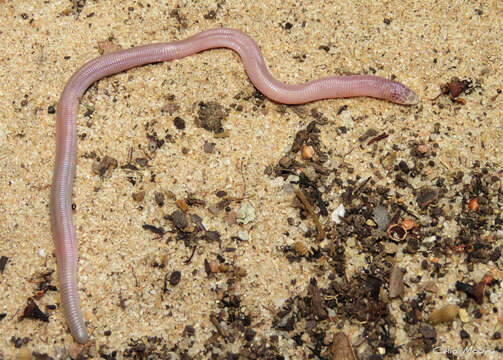 Image of Wagler's Worm Lizard