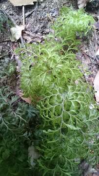 Image of Hymenophyllum demissum (G. Forst.) Sw.