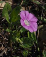 Sivun Convolvulus coelesyriacus Boiss. kuva