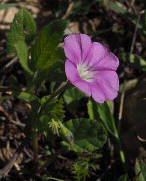 Image of Convolvulus coelesyriacus Boiss.