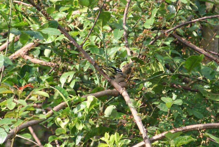 Image of Yellow-rumped Tinkerbird