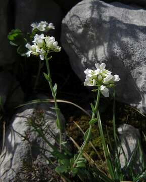 Image of Noccaea minima (Ard.) F. K. Mey.