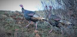 Image of Merriam's Turkey