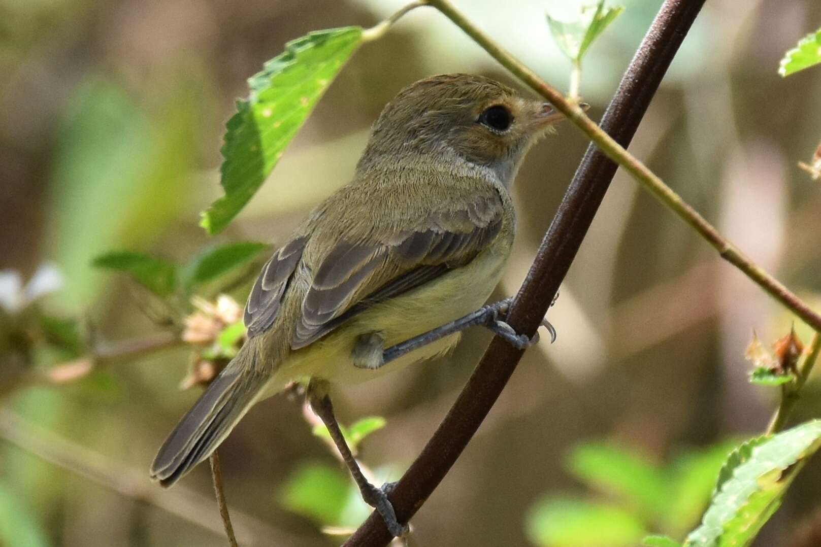 Image de Tyranneau à calotte fauve