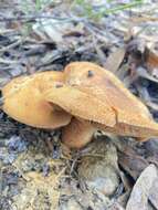 Image of Cortinarius areolatoimbricatus Cleland 1933