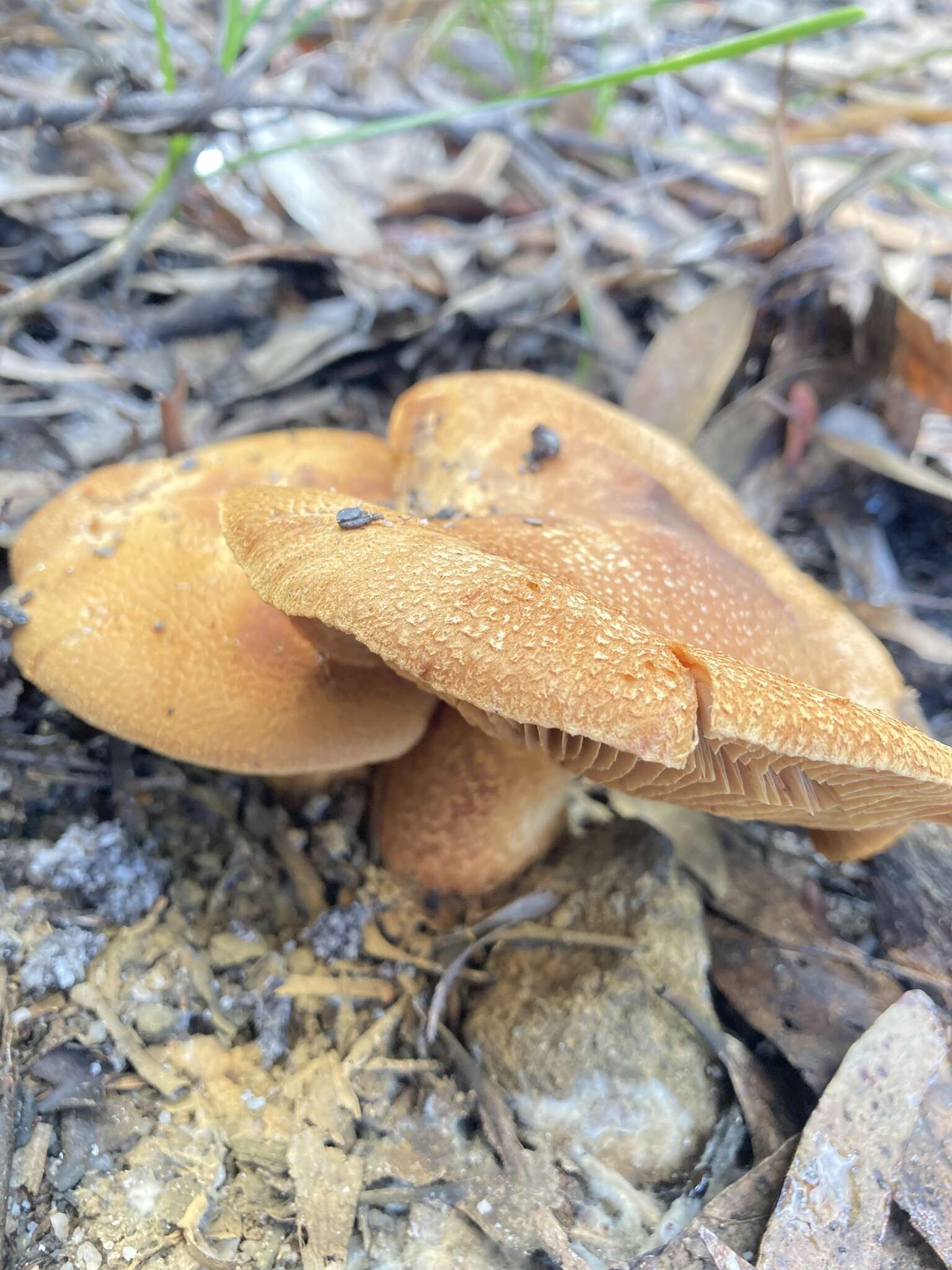 Image of Cortinarius areolatoimbricatus Cleland 1933