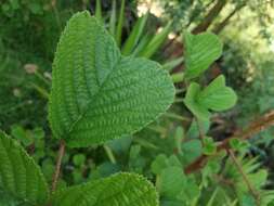 Sivun Rubus ellipticus Smith kuva