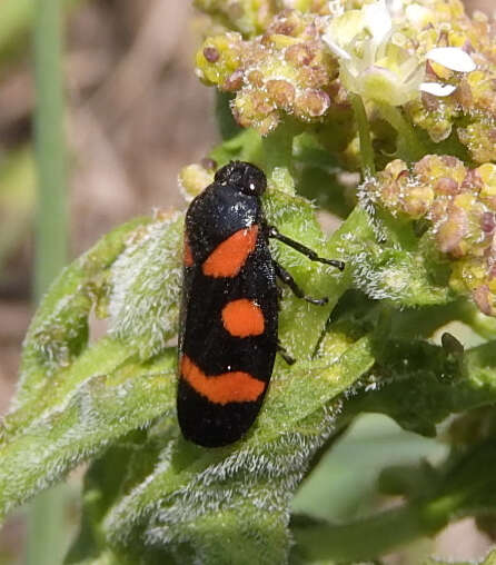 Image of Cercopis sanguinolenta (Scopoli 1763)