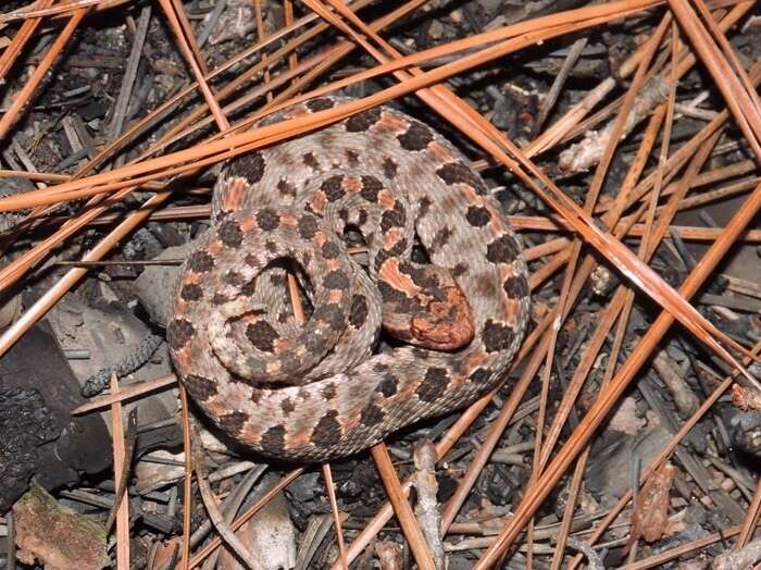 Image of Sistrurus miliarius miliarius (Linnaeus 1766)