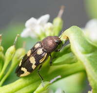 Image of Castiarina cupreoflava (Saunders 1869)