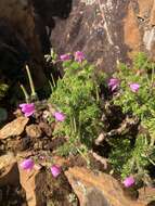 Image of Pelargonium hirtum (Burm. fil.) Jacq.