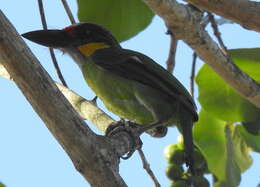 Image of Gold-whiskered Barbet