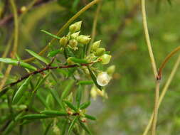 Image of Leucopogon leptospermoides R. Br.