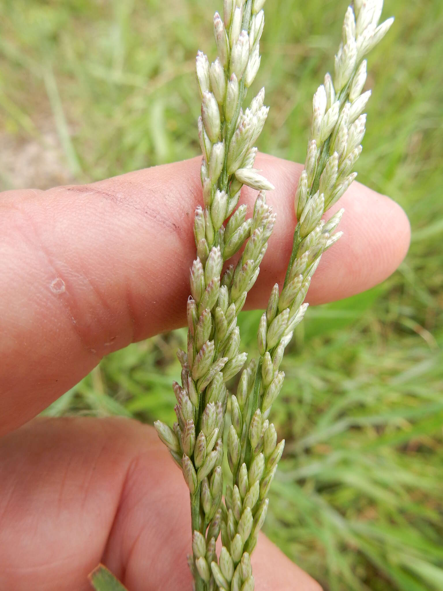 Image of White Fluff Grass