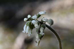 Image of Cheirostylis takeoi (Hayata) Schltr.