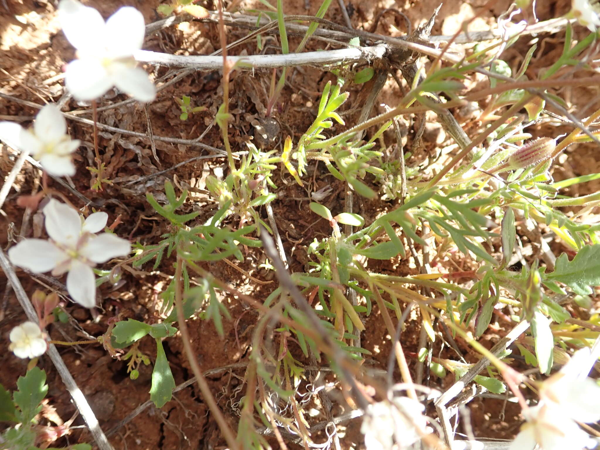 Image of Heliophila pubescens Burch. ex Sond.