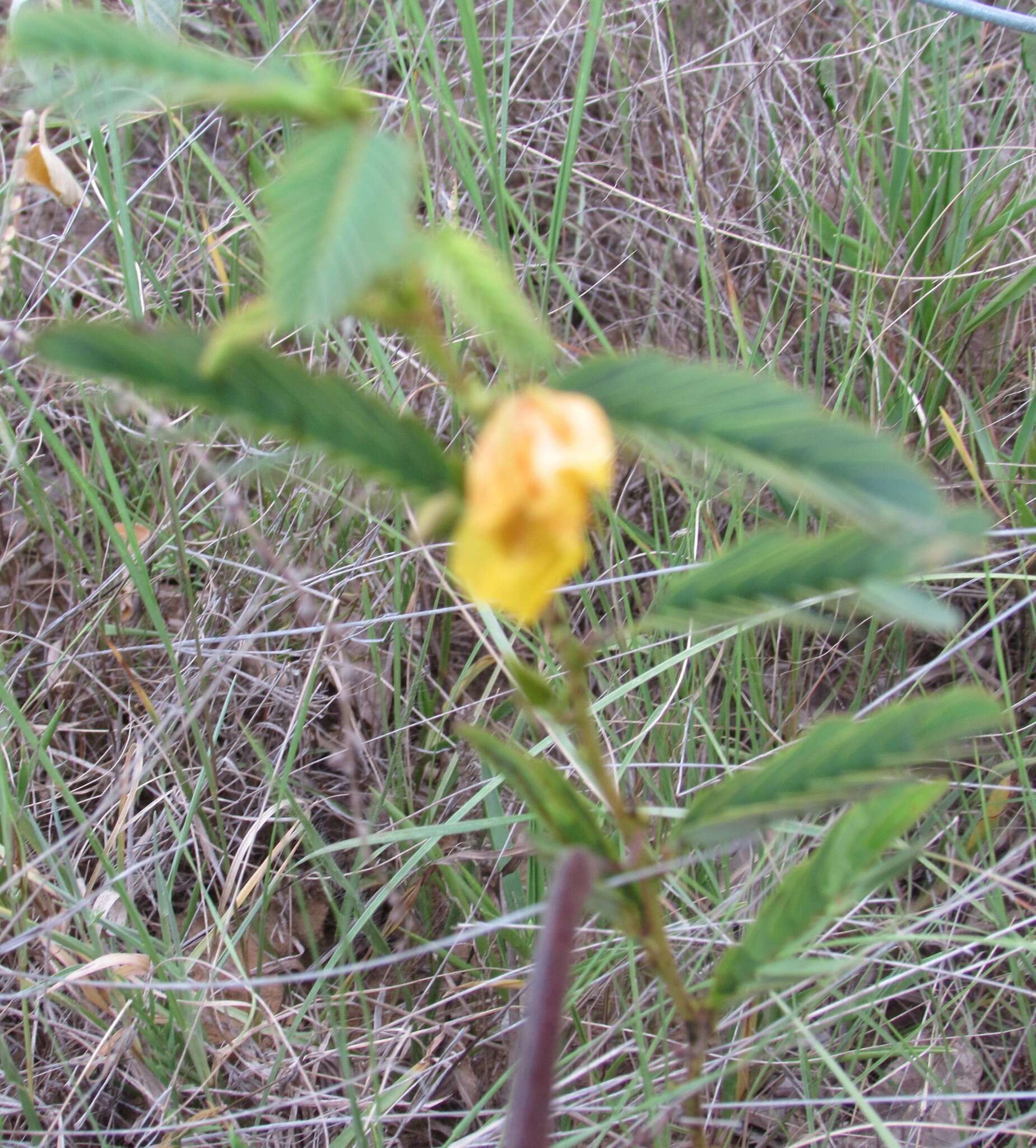 Image of partridge pea