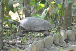 Image of Yellow-footed Tortoise