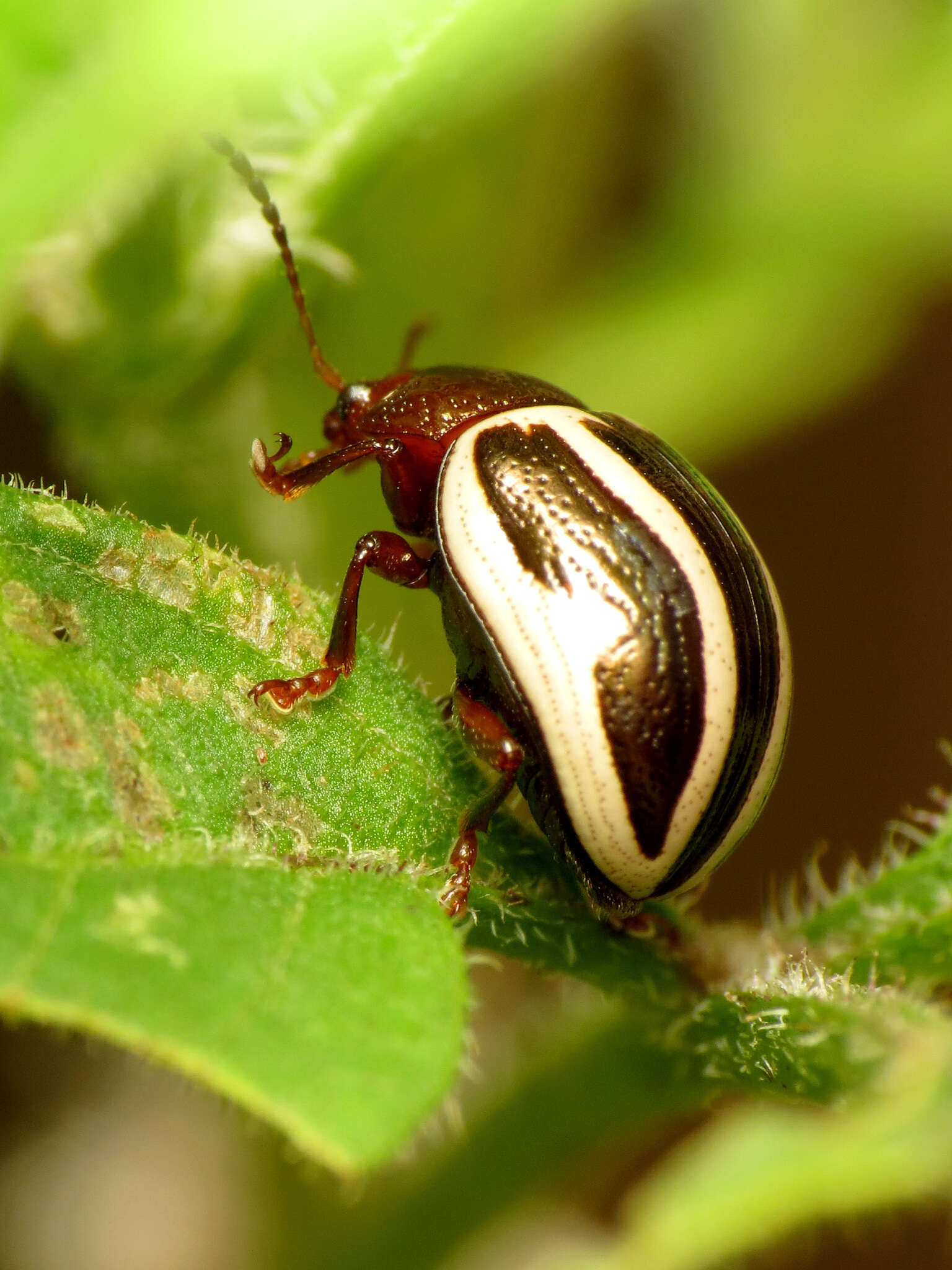 Image of Ragweed Leaf Beetle