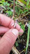 Image de Caladenia variegata Colenso