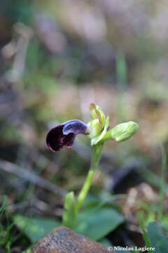 Image of Ophrys omegaifera var. basilissa (C. Alibertis, A. Alibertis & H. R. Reinhard) Faurh.