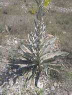 Image of Verbascum songaricum Schrenk