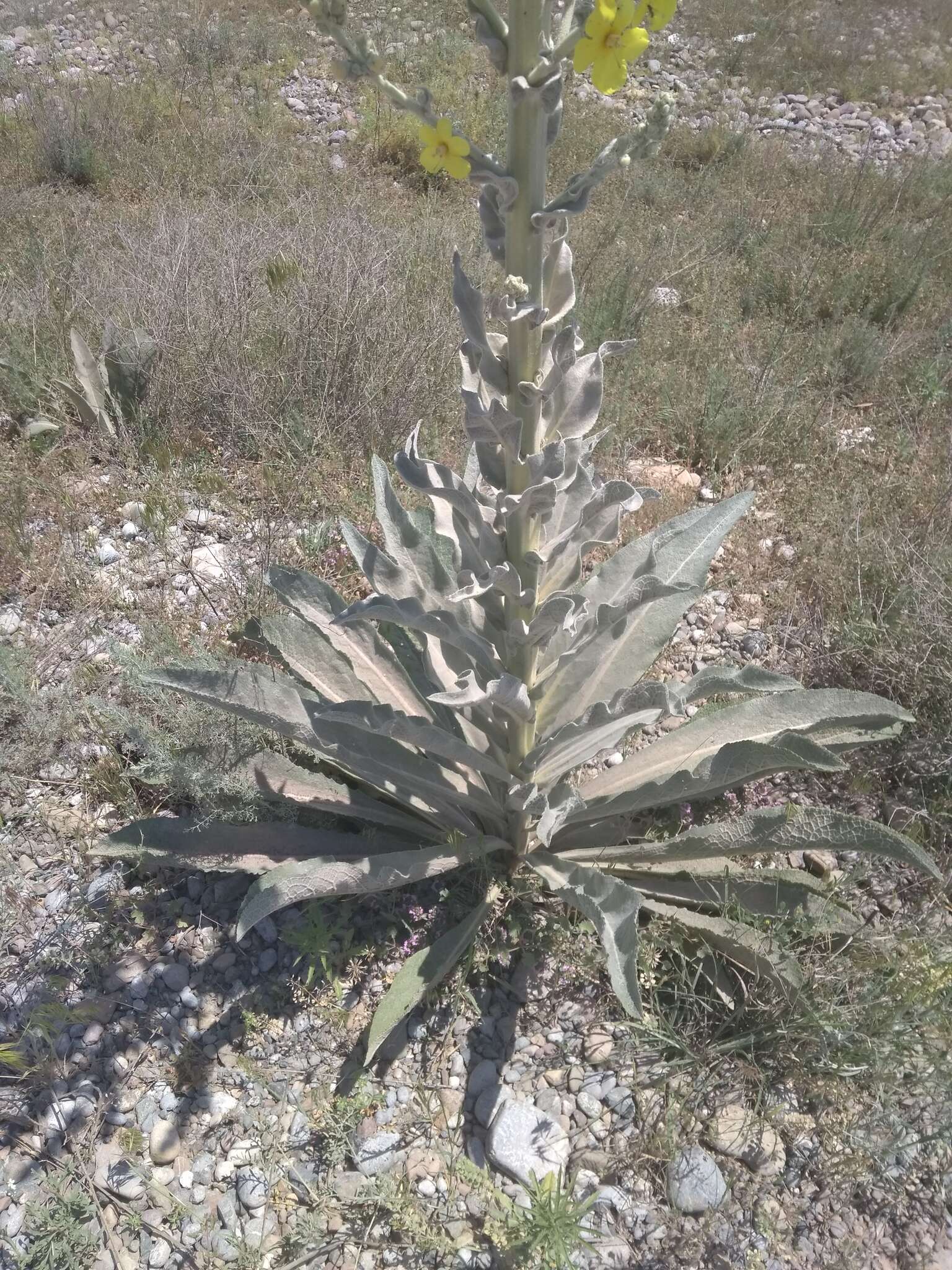 Imagem de Verbascum songaricum Schrenk