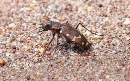 Plancia ëd Cicindela (Cicindela) oregona guttifera Le Conte 1856