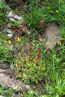 Image of Saxifraga kolenatiana Regel