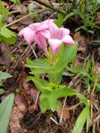 Imagem de Spigelia scabrella Benth.