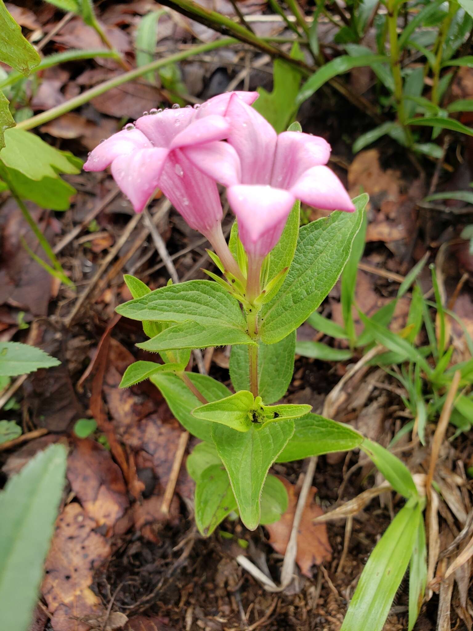 Imagem de Spigelia scabrella Benth.