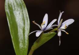 Image of Heteranthera zosterifolia Mart.