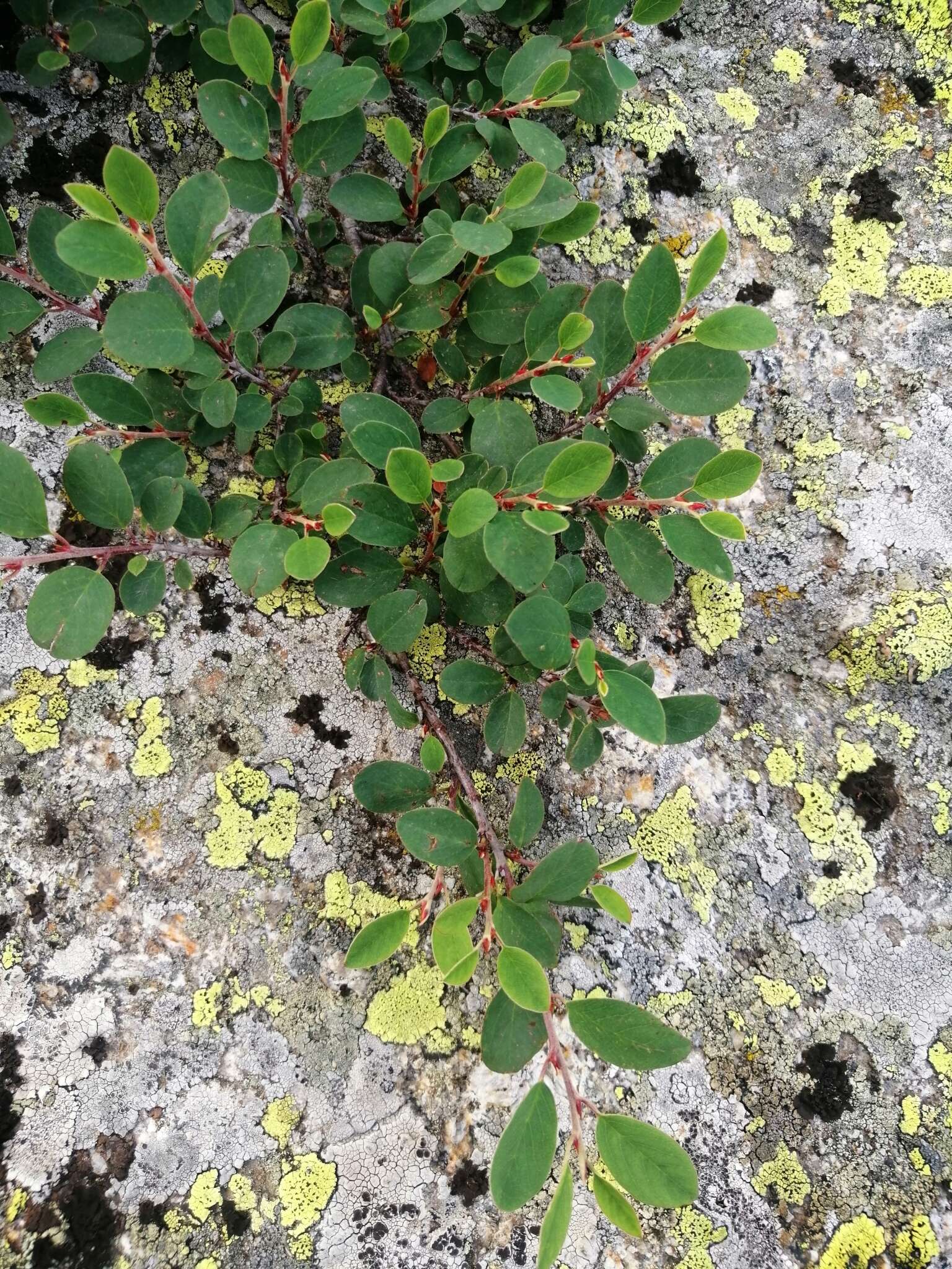 Image of Cotoneaster uniflorus Bunge