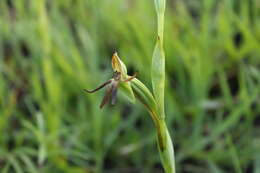 Image of Habenaria trifida Kunth