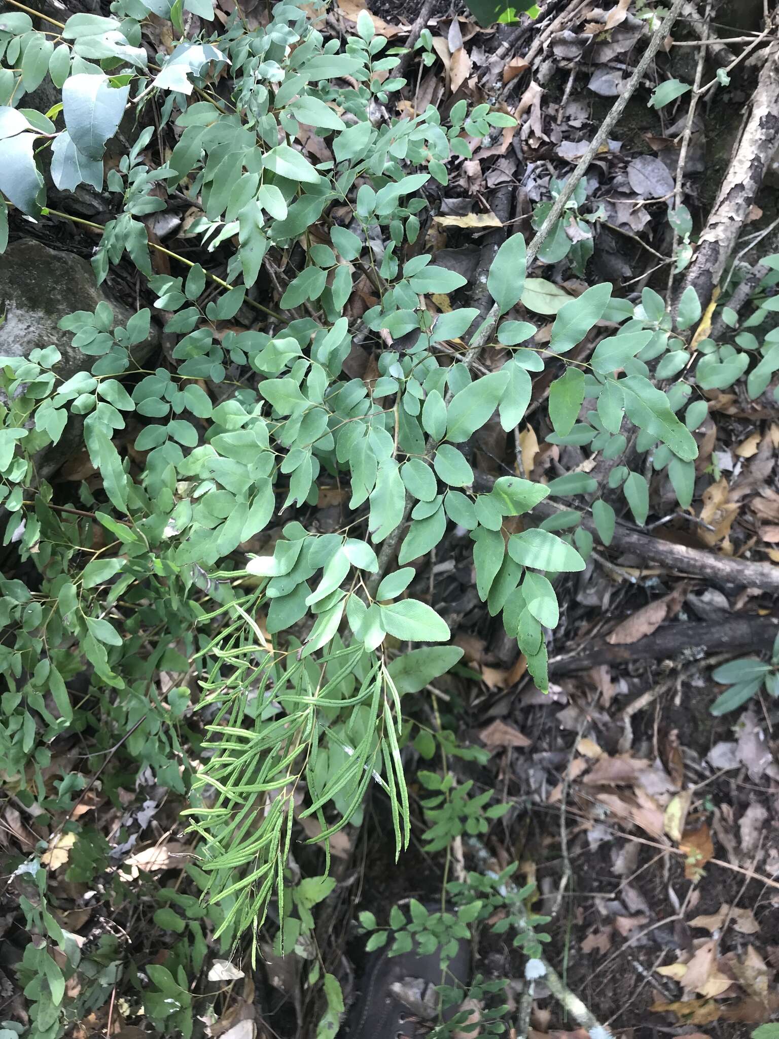 Image of Llavea cordifolia Lag.