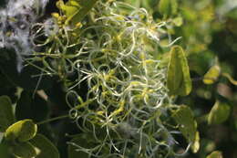 Sivun Clematis chinensis var. tatushanensis T. Y. A. Yang kuva