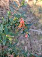 Image of Darwinia citriodora (Endl.) Benth.