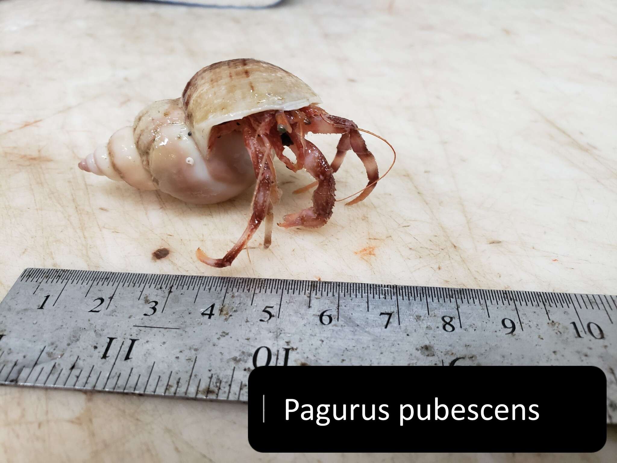 Image of downy hermit crab