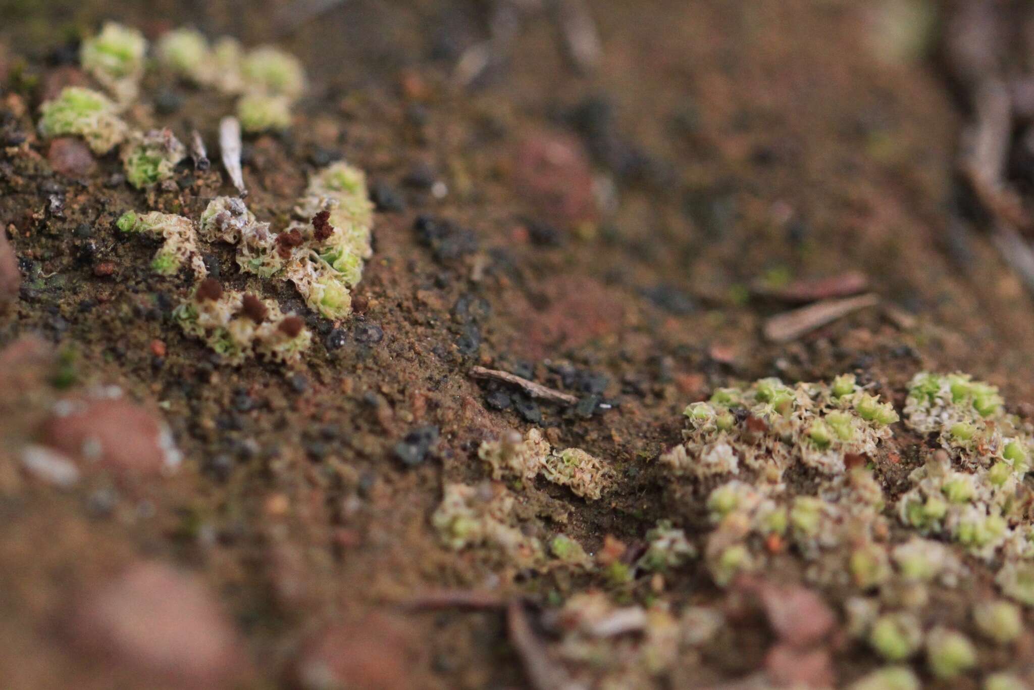 Image of peltula lichen