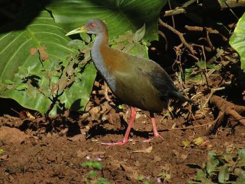 Image of Giant Wood Rail