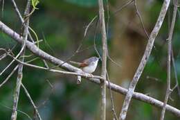 Image of Rufescent Prinia