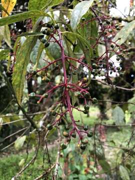 Image of Palicourea thyrsiflora (Ruiz & Pav.) DC.